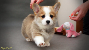 Photo №2 to announcement № 405 for the sale of welsh corgi - buy in Belarus breeder