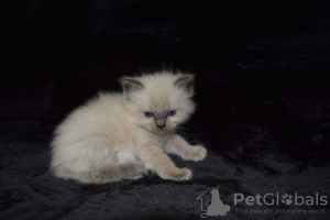 Photo №3. Purebred Ragdoll kittens available for loving homes. Germany