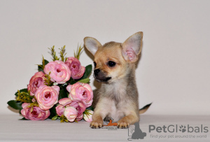 Photo №4. I will sell chihuahua in the city of Москва. from nursery, breeder - price - 414$