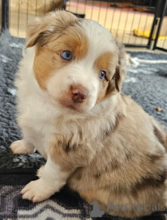 Photo №2 to announcement № 137094 about purchase of australian shepherd - buy in Luxembourg private announcement, breeder
