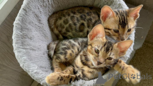 Photo №1. bengal cat - for sale in the city of Berdorf | 329$ | Announcement № 151467