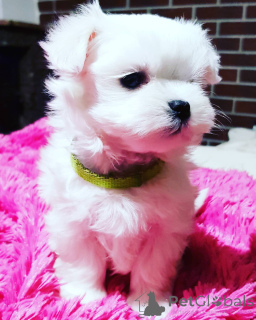 Photo №1. maltese dog - for sale in the city of Герона | 471$ | Announcement № 143282