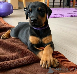 Photo №1. dobermann - for sale in the city of Москва | negotiated | Announcement № 117624