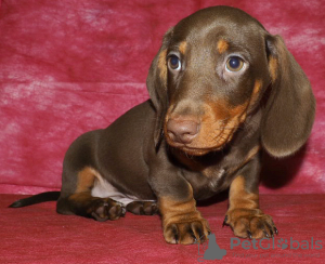 Additional photos: puppies mini / TAXES- CHOCOLATE color