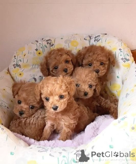 Photo №1. poodle (toy) - for sale in the city of Gundagai | negotiated | Announcement № 168397