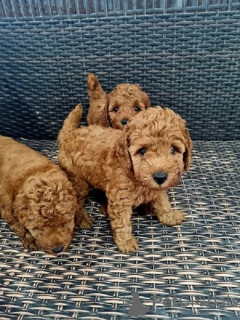 Photo №2 to announcement № 108029 for the sale of poodle (toy) - buy in Serbia breeder