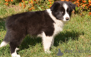 Photo №1. border collie - for sale in the city of Paris | 723$ | Announcement № 163313