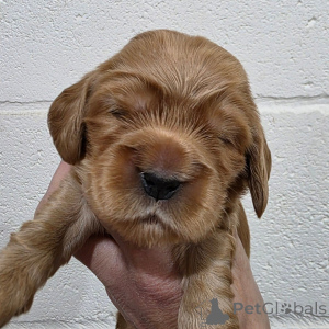 Photo №3. Buddy Playful Male English Cocker Spaniel. Finland