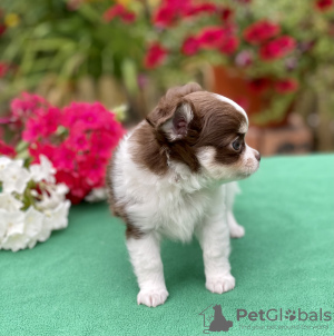 Photo №4. I will sell chihuahua in the city of St. Petersburg. from nursery - price - 651$