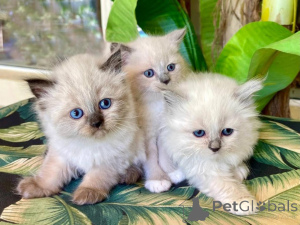 Photo №1. ragdoll - for sale in the city of Leverkusen | 329$ | Announcement № 135957