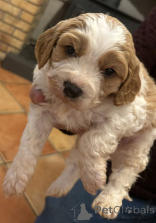 Photo №2 to announcement № 157679 for the sale of cavalier king charles spaniel - buy in Hungary breeder