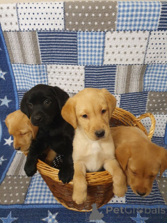 Photo №4. I will sell labrador retriever in the city of Boom. private announcement, breeder - price - 671$