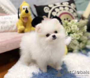 Photo №1. pomeranian - for sale in the city of Casino | negotiated | Announcement № 71241