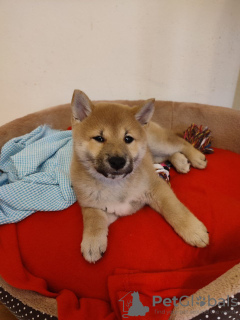 Photo №3. Shiba inu puppy female. Poland