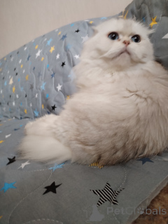 Photo №4. I will sell chinchilla cat in the city of Москва.  - price - negotiated