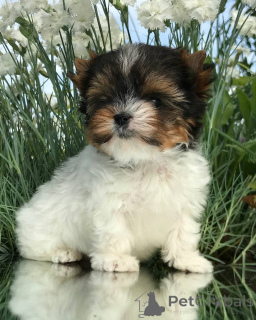 Photo №1. yorkshire terrier - for sale in the city of Nashville | 500$ | Announcement № 143782