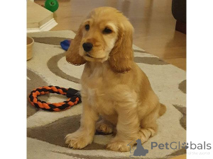 Photo №1. american cocker spaniel - for sale in the city of Chemnitz | 465$ | Announcement № 169431