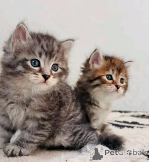 Photo №1. maine coon - for sale in the city of Affalterbach | 550$ | Announcement № 154632