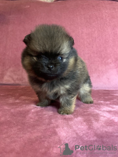 Photo №1. pomeranian - for sale in the city of Люнтерен | negotiated | Announcement № 41448