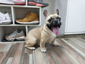 Photo №4. I will sell french bulldog in the city of St. Petersburg. breeder - price - 697$