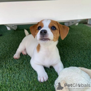 Photo №2 to announcement № 119848 for the sale of jack russell terrier - buy in Bosnia and Herzegovina private announcement