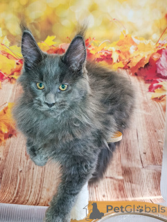 Additional photos: A chic kitten boy