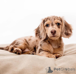 Additional photos: DACHSHUND PUPPY