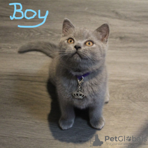 Photo №3. Beautiful Blue and Colourpoint Blue British Shorthair kittens. Turkey