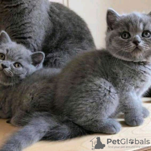 Photo №1. british shorthair - for sale in the city of Helsinki | 370$ | Announcement № 116648