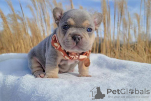 Photo №1. french bulldog - for sale in the city of Vilnius | negotiated | Announcement № 26901