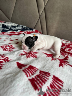 Photo №2 to announcement № 83995 for the sale of french bulldog - buy in Ukraine private announcement
