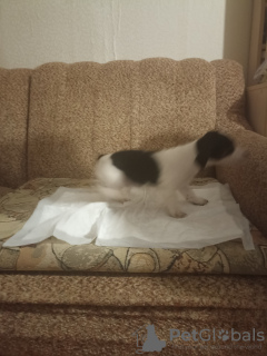 Photo №2 to announcement № 131508 for the sale of jack russell terrier - buy in Russian Federation private announcement
