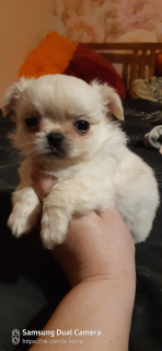Photo №2 to announcement № 3934 for the sale of chihuahua - buy in Russian Federation breeder