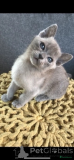 Photo №2 to announcement № 172224 for the sale of burmese cat - buy in Netherlands private announcement