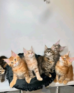 Photo №2 to announcement № 161543 for the sale of maine coon - buy in Finland 