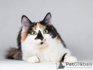 Additional photos: Beautiful calico cat Audrey