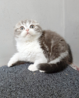 Photo №1. scottish fold - for sale in the city of Vinnitsa | 125$ | Announcement № 4071