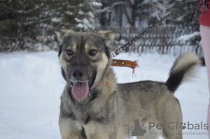 Photo №1. non-pedigree dogs - for sale in the city of Краснокамск | Is free | Announcement № 9007