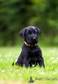 Photo №1. giant schnauzer - for sale in the city of Copenhague | 500$ | Announcement № 171896