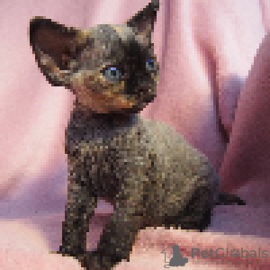 Photo №1. devon rex - for sale in the city of Krakow | 1057$ | Announcement № 114804