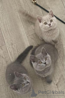 Photo №3. Gorgeous British shorthair kittens. Germany