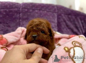 Additional photos: Toy and mini poodle babies