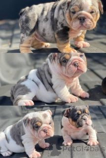 Photo №1. english bulldog - for sale in the city of Aizlingen | 516$ | Announcement № 157880