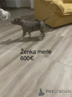 Photo №2 to announcement № 158022 for the sale of bull terrier - buy in Serbia breeder