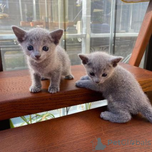 Photo №1. russian blue - for sale in the city of Helsinki | 370$ | Announcement № 120155