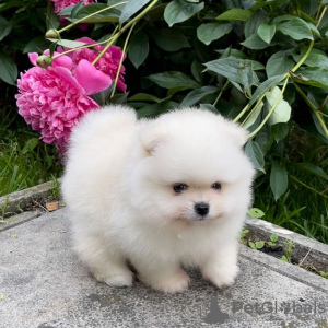 Photo №2 to announcement № 120165 for the sale of pomeranian - buy in Germany private announcement