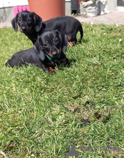 Photo №3. Dachshund puppy female. United States