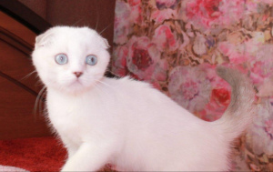 Photo №1. scottish fold - for sale in the city of Armavir | 131$ | Announcement № 3557