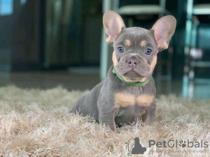 Photo №2 to announcement № 92454 for the sale of french bulldog - buy in Greece private announcement