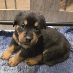 Photo №1. rottweiler - for sale in the city of Odensa | negotiated | Announcement № 169955